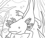 Coloriage Axolotl se d&eacute;pla&ccedil;ant dans le lac