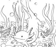 Coloriage Axolotl se d&eacute;place entre le algues