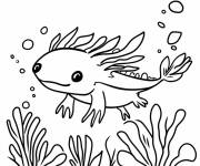 Coloriage Axolotl simple gratuit