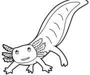 Coloriage Axolotl simple pour enfants