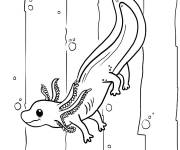 Coloriage Axolotl vue de cot&eacute;