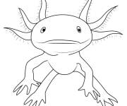 Coloriage Axolotl vue de face
