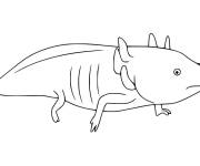Coloriage et dessins gratuit Croissance de Axolotl à imprimer