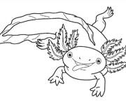 Coloriage Illustration d'un Axolotl cool