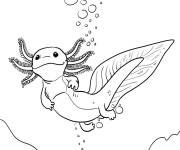 Coloriage Page sur le th&egrave;me de Axolotl