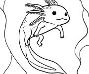 Coloriage Petit Axolotl qui sait nager