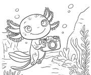 Coloriage Photographe Axolotl