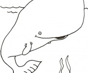 Coloriage et dessins gratuit Baleine géante à imprimer