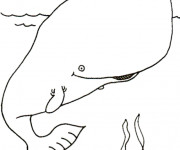 Coloriage Baleine géante