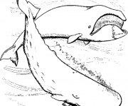 Coloriage et dessins gratuit Baleine réaliste à imprimer