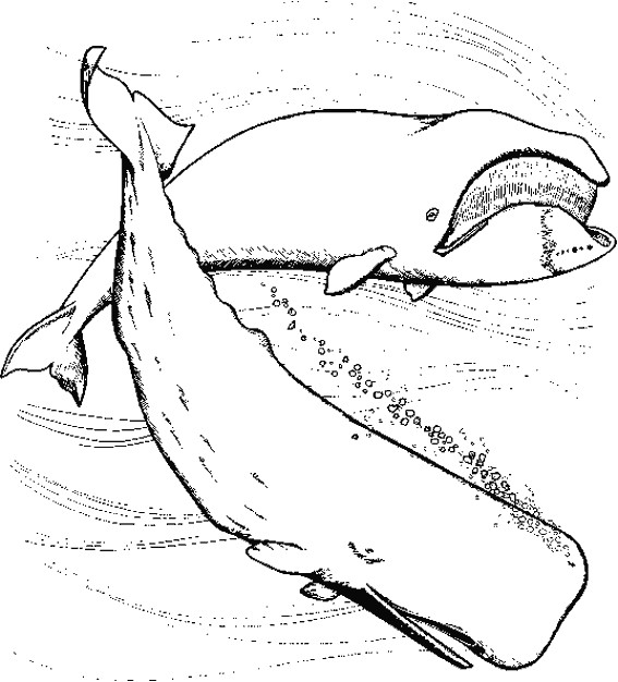 Coloriage et dessins gratuits Baleine réaliste à imprimer