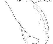 Coloriage et dessins gratuit Baleines noir et blanc à imprimer