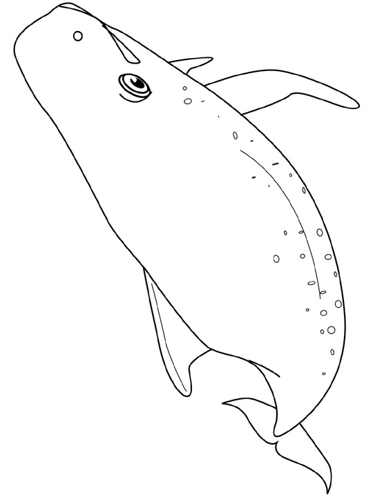 Coloriage et dessins gratuits Baleines noir et blanc à imprimer