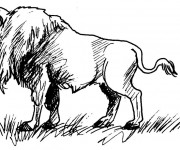 Coloriage et dessins gratuit Bison au crayon à imprimer