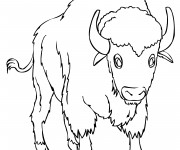 Coloriage Bison couleur