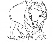 Coloriage et dessins gratuit Bison d'Amérique à imprimer