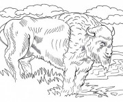 Coloriage Bison d'Amérique du Nord