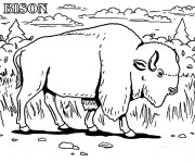 Coloriage et dessins gratuit Bison dans la nature à imprimer