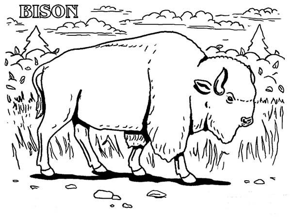 Coloriage et dessins gratuits Bison dans la nature à imprimer