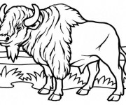 Coloriage Bison dans la plaine