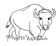 Coloriage Bison dans le champ