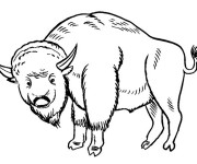 Coloriage Bison en  fran&ccedil;ais