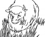 Coloriage Bison en plein air