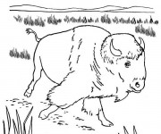 Coloriage Bison se prom&egrave;ne