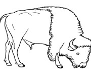 Coloriage Le Bison en mangeant