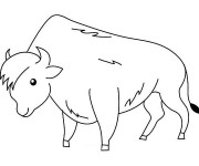 Coloriage Un beau Bison