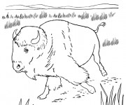 Coloriage Un Bison qui marche dans le champ