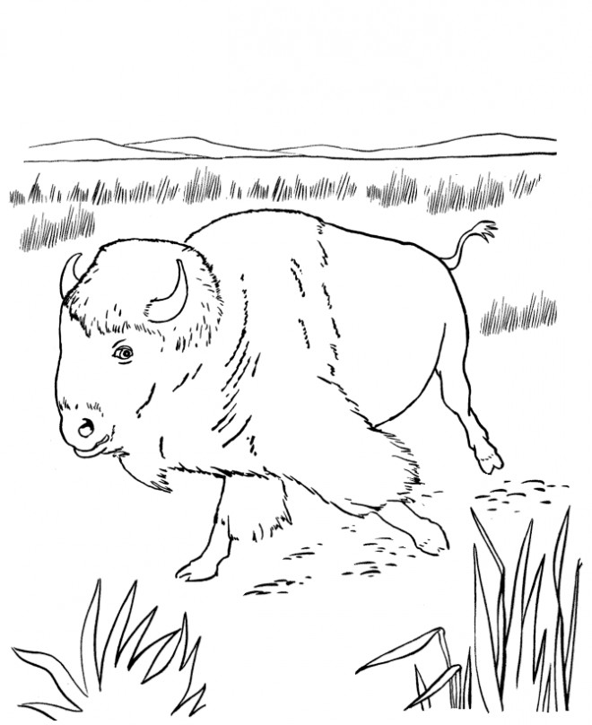 Coloriage et dessins gratuits Un Bison qui marche dans le champ à imprimer
