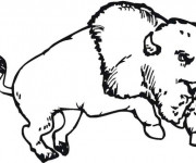 Coloriage Un Bison qui saute
