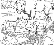 Coloriage Un gigantesque bison dans un zoo