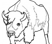 Coloriage Un portrait de Bison