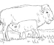 Coloriage Veau de bison avec sa m&egrave;re