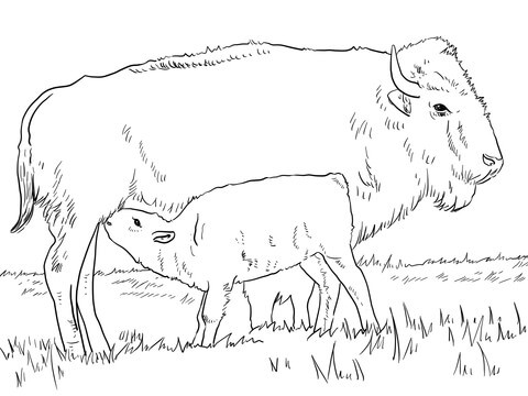 Coloriage et dessins gratuits Veau de bison avec sa mère à imprimer