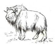 Coloriage Bison des steppes