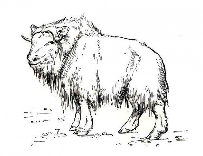 Coloriage et dessins gratuits Bison des steppes à imprimer