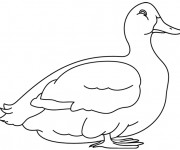 Coloriage Canard blanc