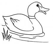 Coloriage Canard dans la rivière