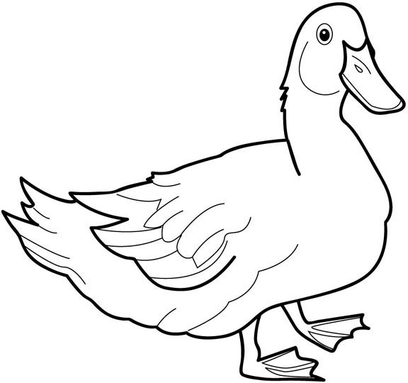 Coloriage et dessins gratuits Canard dessin des animaux à imprimer
