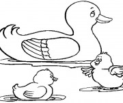 Coloriage Canard et ses canetons