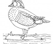 Coloriage Canard multicolore