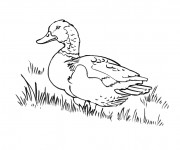 Coloriage Canard pour enfant