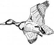 Coloriage Canard qui vole