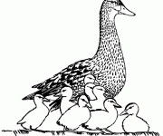 Coloriage et dessins gratuit Canard sauvage à imprimer