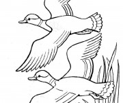 Coloriage Canards dessin &agrave; t&eacute;l&eacute;charger