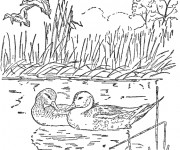 Coloriage Canards et la compagne