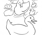 Coloriage Cane et Canetons